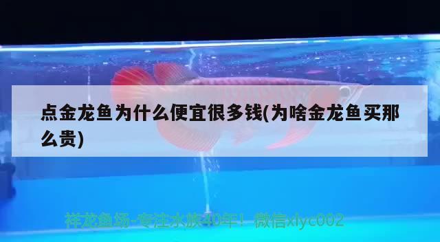 點金龍魚為什么便宜很多錢(為啥金龍魚買那么貴) 玫瑰銀版魚