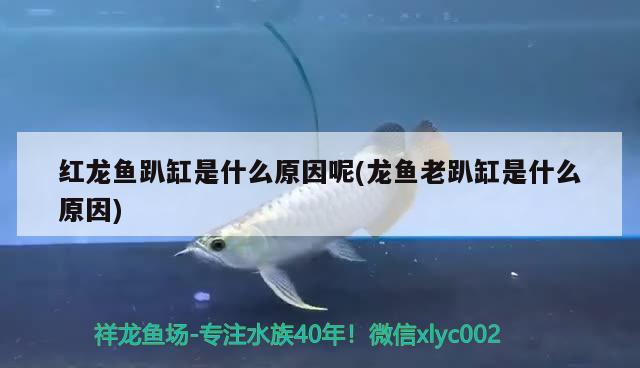 錦鯉除蟲 祥龍龍魚專用水族燈 第3張