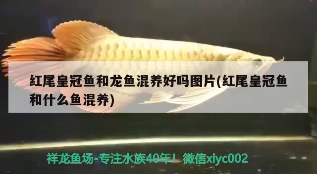 紅尾皇冠魚(yú)和龍魚(yú)混養(yǎng)好嗎圖片(紅尾皇冠魚(yú)和什么魚(yú)混養(yǎng))