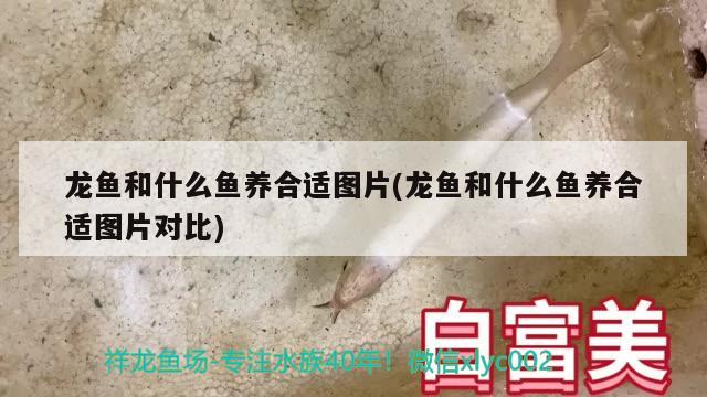 龍魚和什么魚養(yǎng)合適圖片(龍魚和什么魚養(yǎng)合適圖片對比)