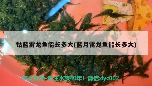 鈷藍雷龍魚能長多大(藍月雷龍魚能長多大) 白子銀龍苗（黃化銀龍苗）