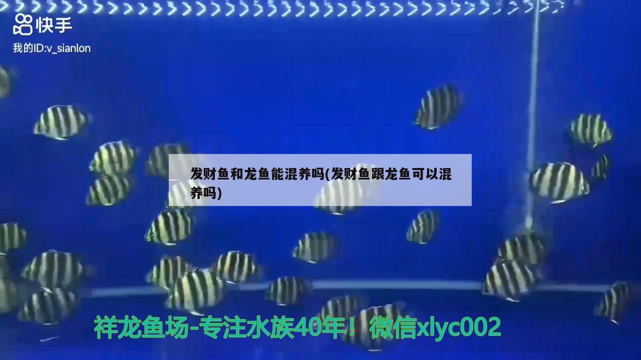 發(fā)財(cái)魚(yú)和龍魚(yú)能混養(yǎng)嗎(發(fā)財(cái)魚(yú)跟龍魚(yú)可以混養(yǎng)嗎)