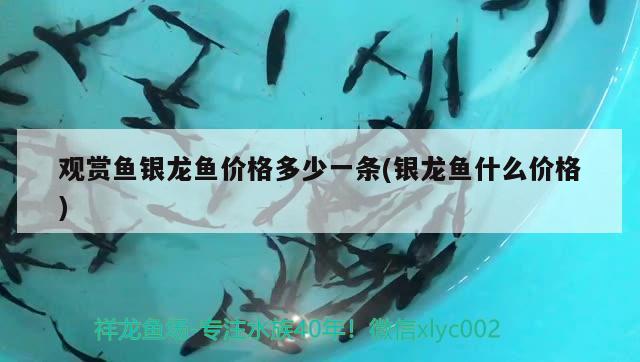 觀賞魚(yú)銀龍魚(yú)價(jià)格多少一條(銀龍魚(yú)什么價(jià)格) 銀龍魚(yú)