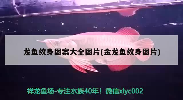 龍魚紋身圖案大全圖片(金龍魚紋身圖片)