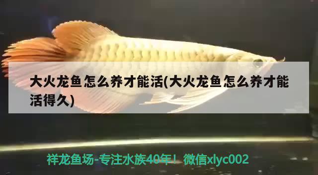 大火龍魚怎么養(yǎng)才能活(大火龍魚怎么養(yǎng)才能活得久)