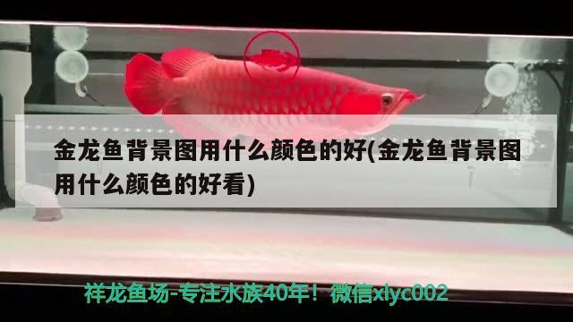 金龍魚背景圖用什么顏色的好(金龍魚背景圖用什么顏色的好看)