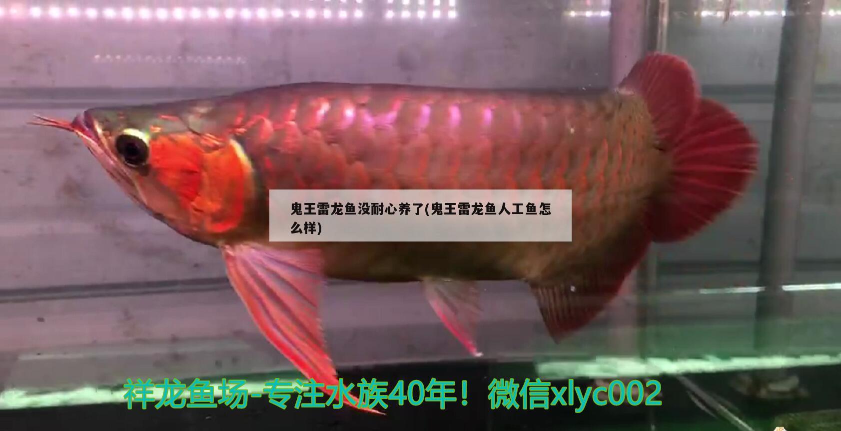 鬼王雷龍魚沒耐心養(yǎng)了(鬼王雷龍魚人工魚怎么樣) 純血皇冠黑白魟魚