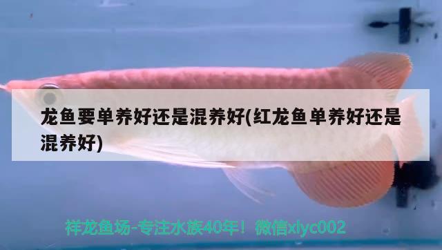 龍魚要單養(yǎng)好還是混養(yǎng)好(紅龍魚單養(yǎng)好還是混養(yǎng)好)