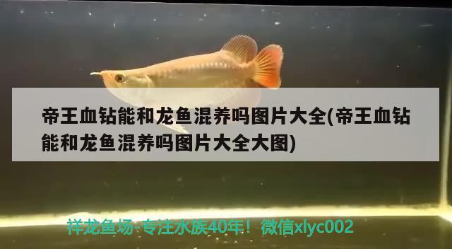 帝王血鉆能和龍魚混養(yǎng)嗎圖片大全(帝王血鉆能和龍魚混養(yǎng)嗎圖片大全大圖) 帝王血鉆