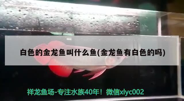 白色的金龍魚叫什么魚(金龍魚有白色的嗎)