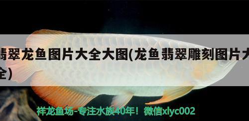 龍魚5號藥怎么用：龍魚5號藥對魚的傷害