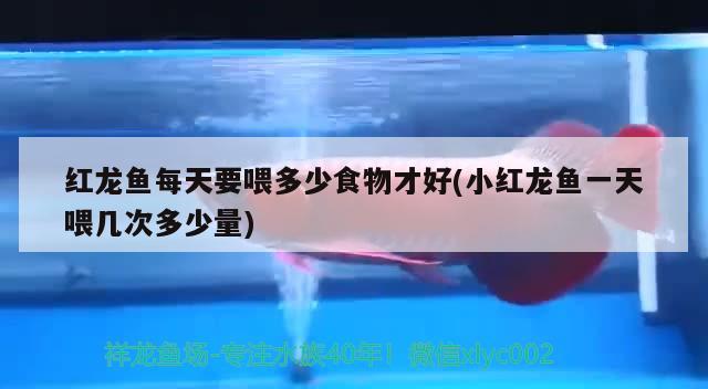 紅龍魚(yú)每天要喂多少食物才好(小紅龍魚(yú)一天喂幾次多少量) 祥龍魚(yú)場(chǎng)品牌產(chǎn)品