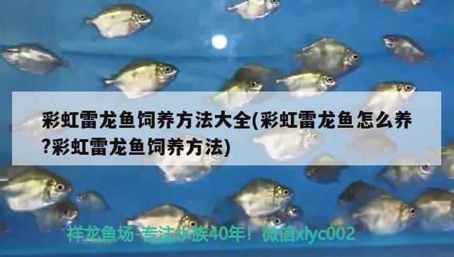 彩虹雷龍魚飼養(yǎng)方法大全(彩虹雷龍魚怎么養(yǎng)?彩虹雷龍魚飼養(yǎng)方法)