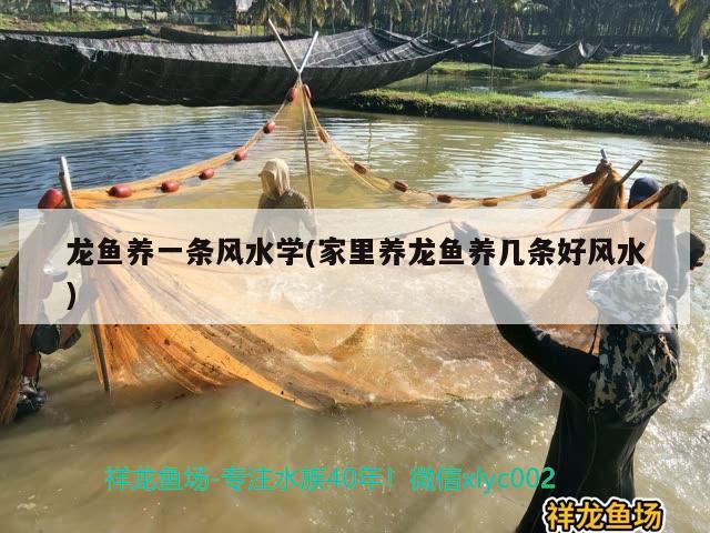 龍魚養(yǎng)一條風(fēng)水學(xué)(家里養(yǎng)龍魚養(yǎng)幾條好風(fēng)水)