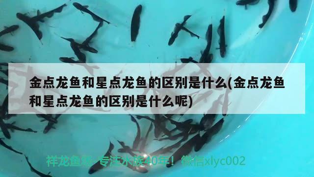 金點(diǎn)龍魚和星點(diǎn)龍魚的區(qū)別是什么(金點(diǎn)龍魚和星點(diǎn)龍魚的區(qū)別是什么呢) 月光鴨嘴魚苗