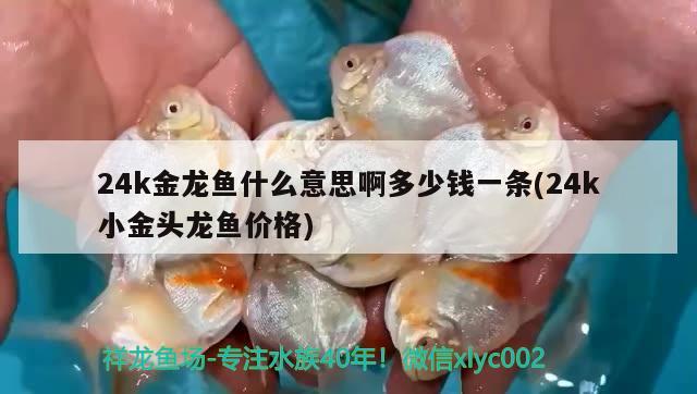 24k金龍魚什么意思啊多少錢一條(24k小金頭龍魚價格) 白子黃化銀龍魚