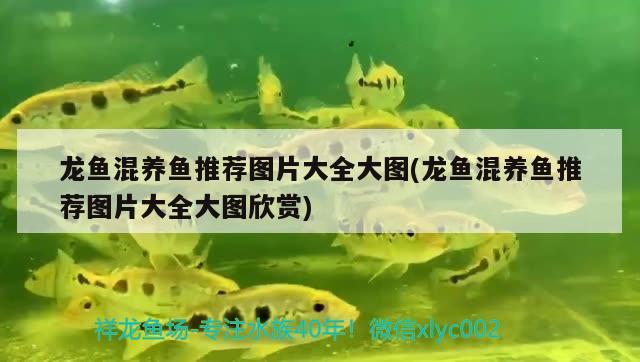 龍魚混養(yǎng)魚推薦圖片大全大圖(龍魚混養(yǎng)魚推薦圖片大全大圖欣賞) 泰龐海蓮魚