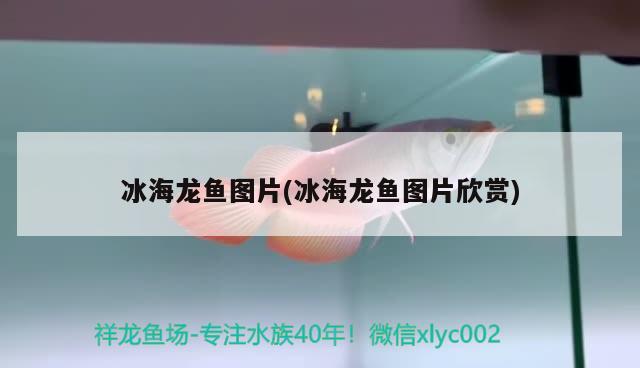 屬豬的人適合養(yǎng)幾條魚，屬狗人適合養(yǎng)什么魚，屬狗人養(yǎng)什么魚養(yǎng)什么魚最旺財 稀有金龍魚 第1張