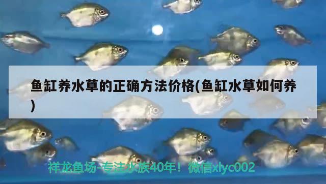 魚缸養(yǎng)水草的正確方法價(jià)格(魚缸水草如何養(yǎng)) 水草