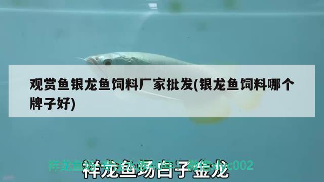 觀賞魚銀龍魚飼料廠家批發(fā)(銀龍魚飼料哪個牌子好) 銀龍魚