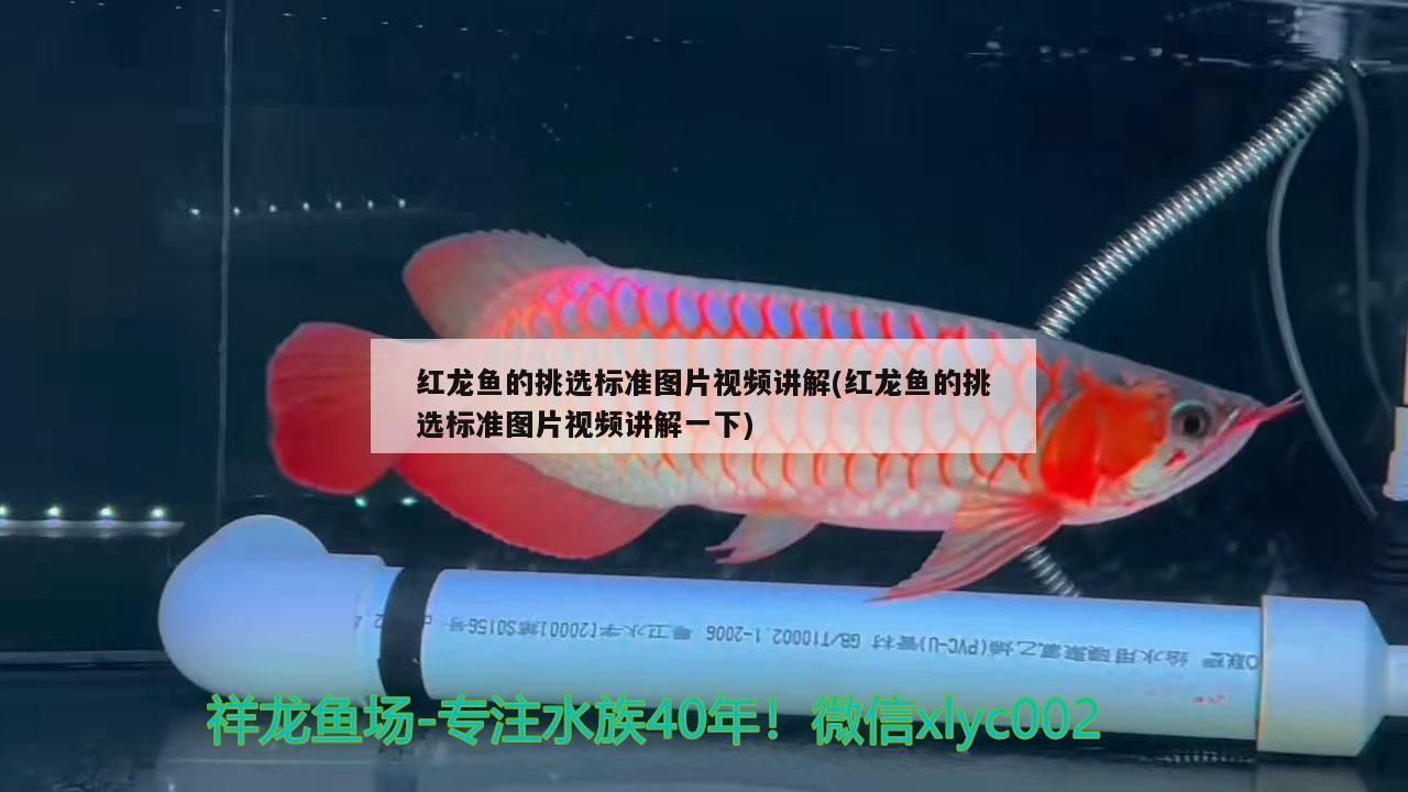 紅龍魚的挑選標(biāo)準(zhǔn)圖片視頻講解(紅龍魚的挑選標(biāo)準(zhǔn)圖片視頻講解一下)