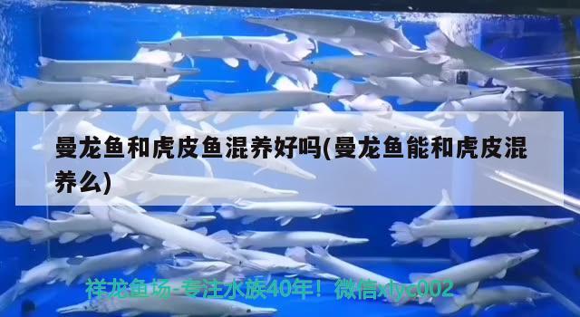 曼龍魚和虎皮魚混養(yǎng)好嗎(曼龍魚能和虎皮混養(yǎng)么) 金三間魚