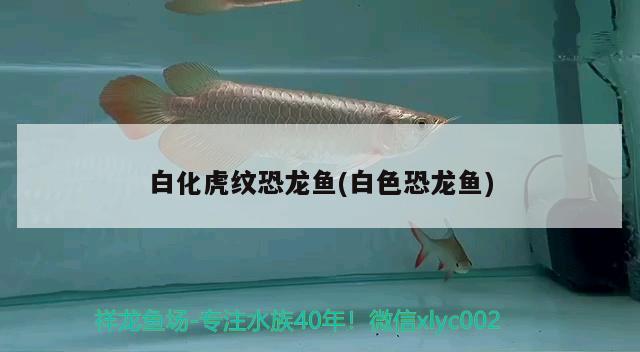 福州龍魚市場(chǎng)怎么樣?。ū本┠z州家裝） 養(yǎng)魚的好處 第1張