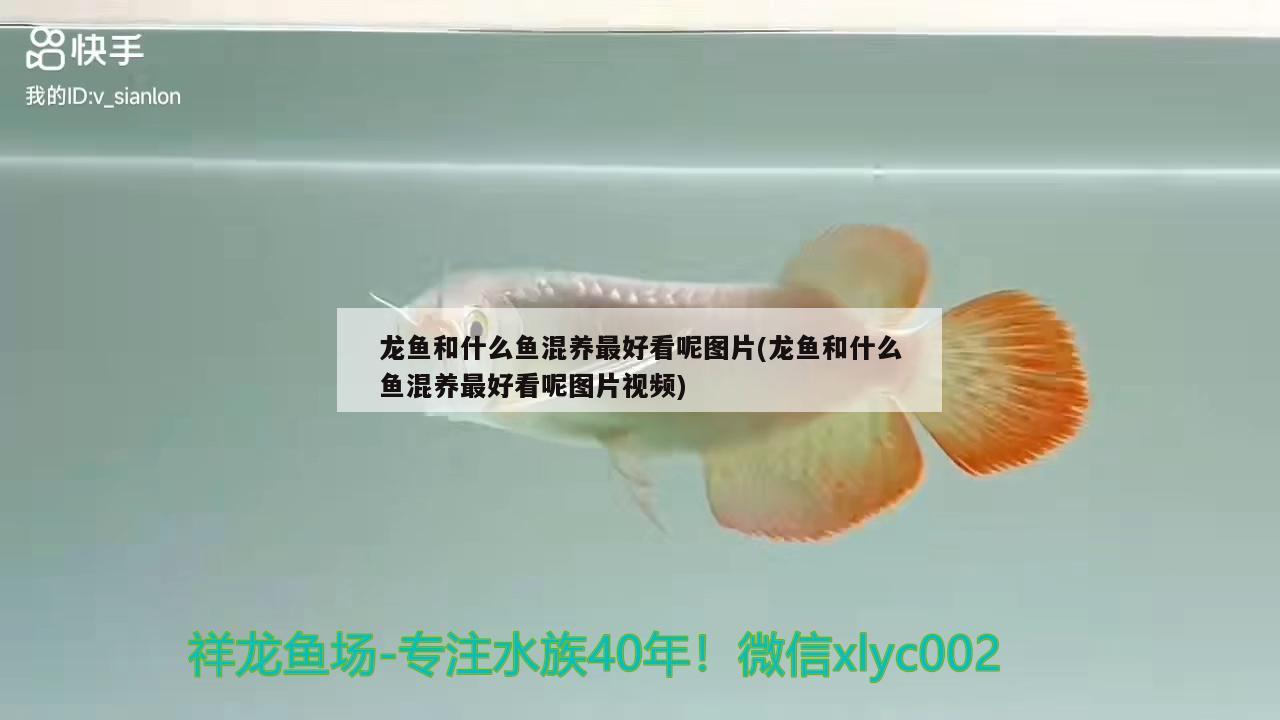 龍魚和什么魚混養(yǎng)最好看呢圖片(龍魚和什么魚混養(yǎng)最好看呢圖片視頻)