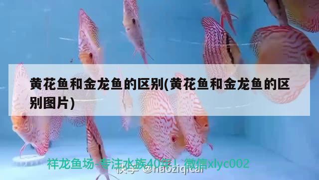 黃花魚和金龍魚的區(qū)別(黃花魚和金龍魚的區(qū)別圖片) 噴點(diǎn)菠蘿魚