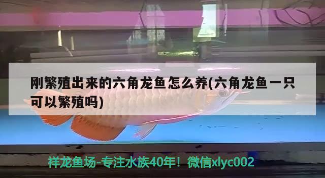 剛繁殖出來的六角龍魚怎么養(yǎng)(六角龍魚一只可以繁殖嗎) 一眉道人魚