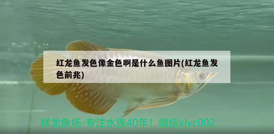 紅龍魚發(fā)色像金色啊是什么魚圖片(紅龍魚發(fā)色前兆) 溫控設(shè)備