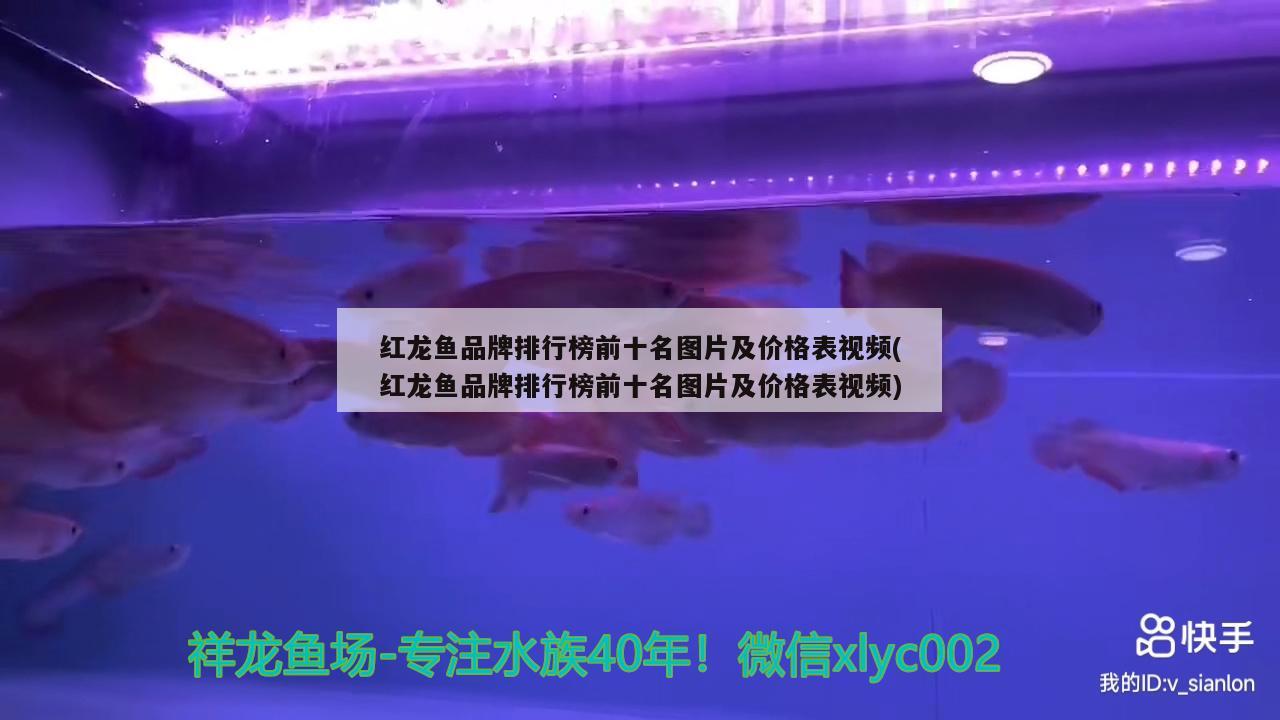 紅龍魚(yú)品牌排行榜前十名圖片及價(jià)格表視頻(紅龍魚(yú)品牌排行榜前十名圖片及價(jià)格表視頻)