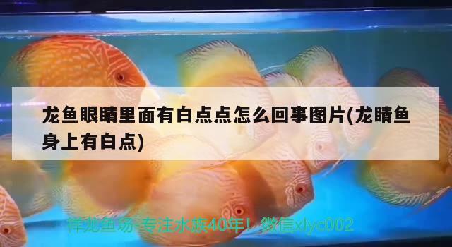 魚缸一個星期換多少水最好（魚缸多久換水才最合適） 金龍魚百科 第1張