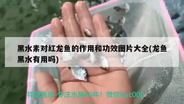 黑水素對(duì)紅龍魚的作用和功效圖片大全(龍魚黑水有用嗎)