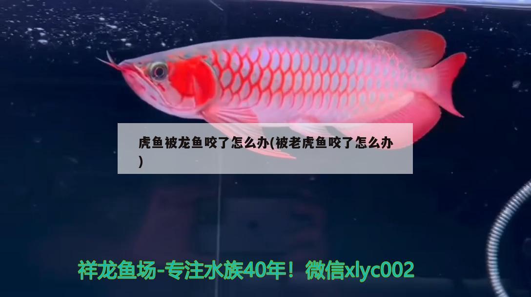 虎魚被龍魚咬了怎么辦(被老虎魚咬了怎么辦)