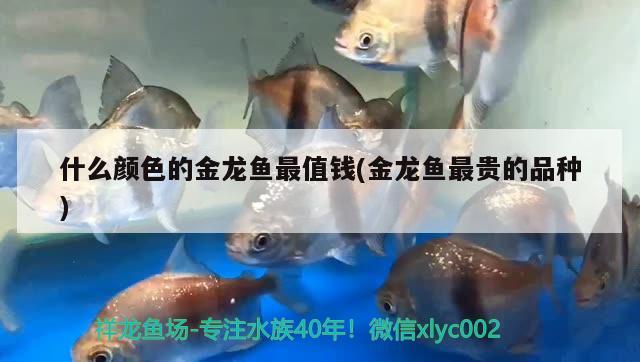 什么顏色的金龍魚最值錢(金龍魚最貴的品種)