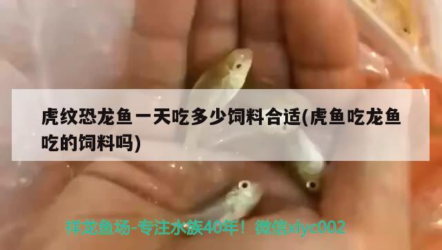 家里魚缸養(yǎng)魚為什么總死 家里魚缸養(yǎng)魚為什么總死和風(fēng)水有關(guān)