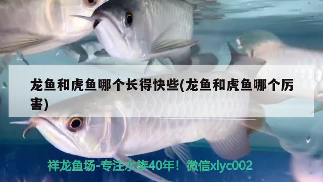 龍魚和虎魚哪個長得快些(龍魚和虎魚哪個厲害)