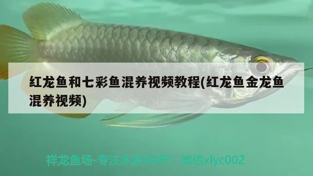 紅龍魚和七彩魚混養(yǎng)視頻教程(紅龍魚金龍魚混養(yǎng)視頻)