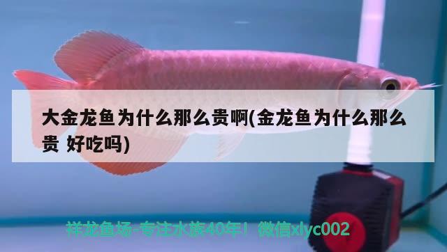 大金龍魚為什么那么貴啊(金龍魚為什么那么貴好吃嗎) 胭脂孔雀龍魚