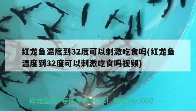 斑龍魚是什么魚類圖片(龍斑魚是啥魚) 名貴錦鯉魚