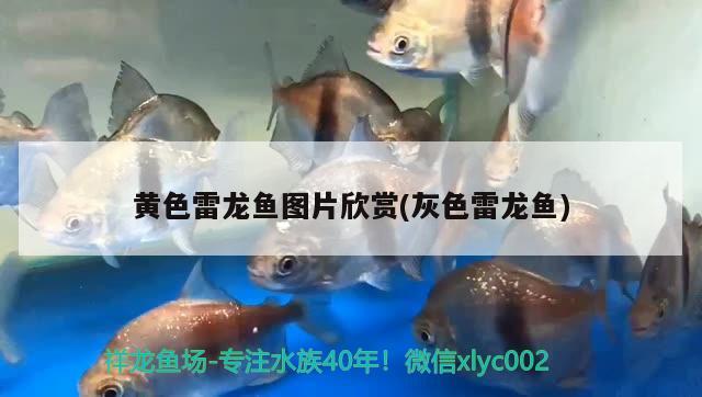 黃色雷龍魚圖片欣賞(灰色雷龍魚) 吉羅魚批發(fā)