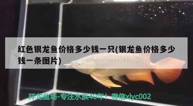 紅色銀龍魚價(jià)格多少錢一只(銀龍魚價(jià)格多少錢一條圖片) 銀龍魚