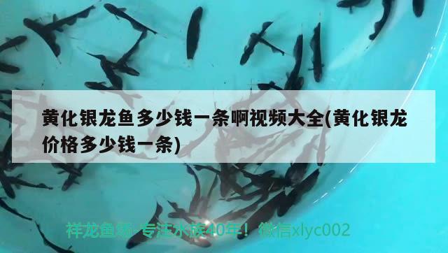 黃化銀龍魚多少錢一條啊視頻大全(黃化銀龍價格多少錢一條)