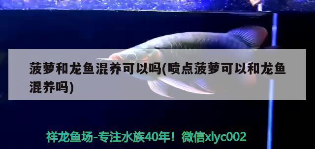 菠蘿和龍魚混養(yǎng)可以嗎(噴點菠蘿可以和龍魚混養(yǎng)嗎) 噴點菠蘿魚