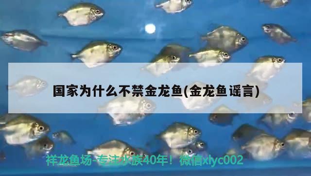 國家為什么不禁金龍魚(金龍魚謠言)