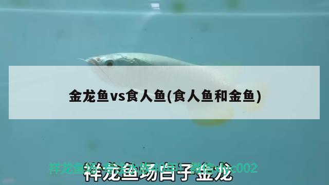 金龍魚vs食人魚(食人魚和金魚) 食人魚（水虎）