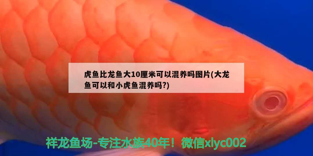 神仙魚凸眼求助高手跪謝 恐龍王魚 第2張