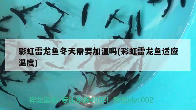 彩虹雷龍魚冬天需要加溫嗎(彩虹雷龍魚適應(yīng)溫度)