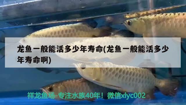 龍魚一般能活多少年壽命(龍魚一般能活多少年壽命啊) 觀賞魚水族批發(fā)市場(chǎng)